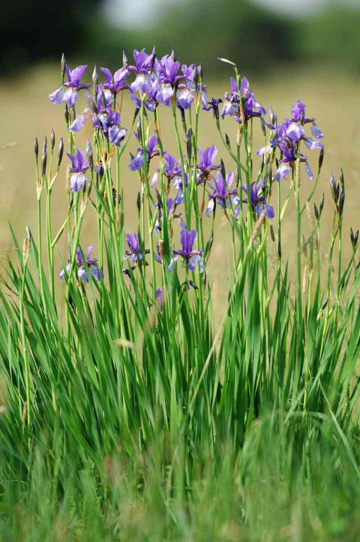 El Iris sibirica llega a medir entre 60cmy 80cm.