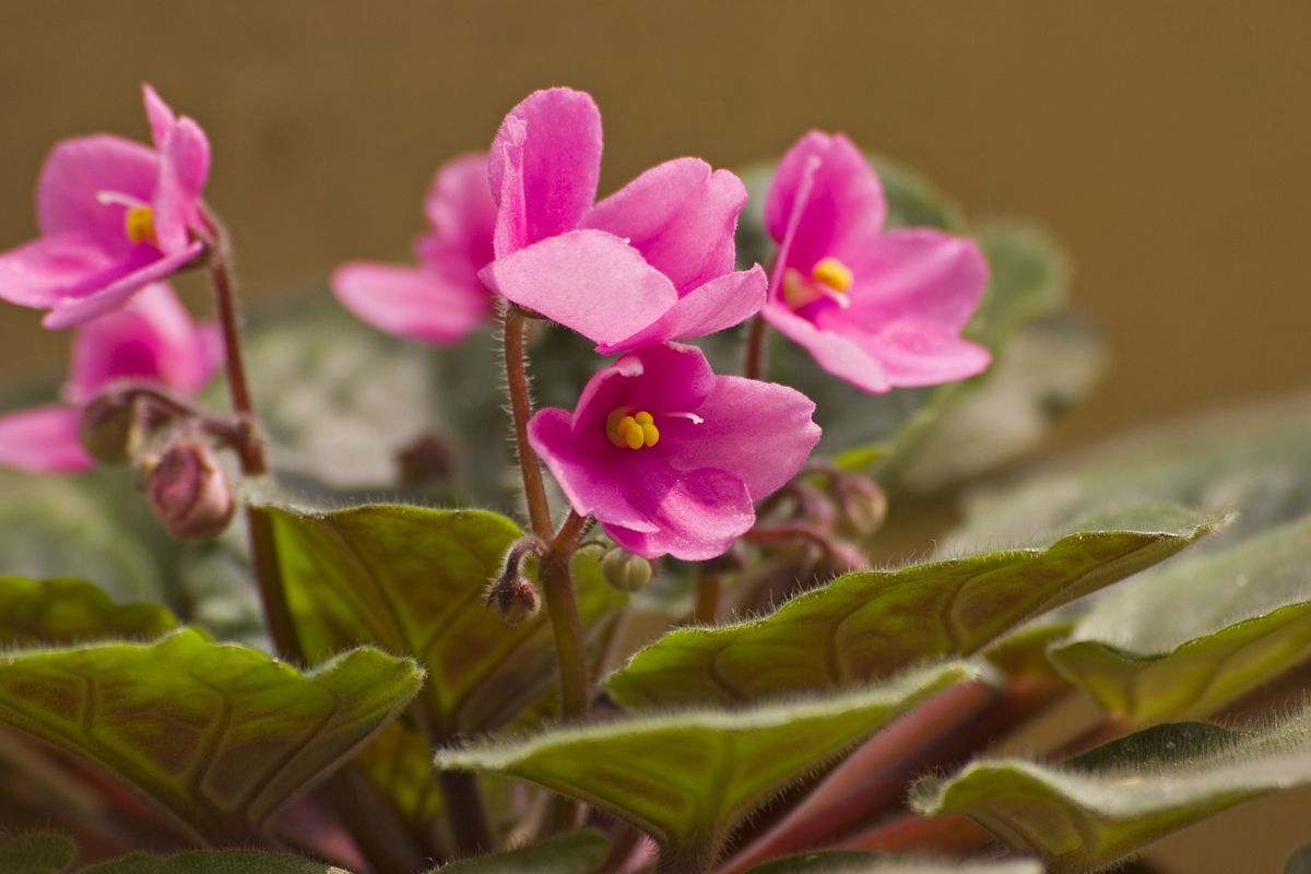 Violeta africana 2