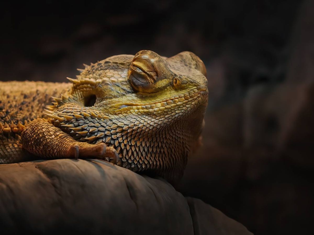 Es bastante dócil y se deja manipular sin mayores problemas.