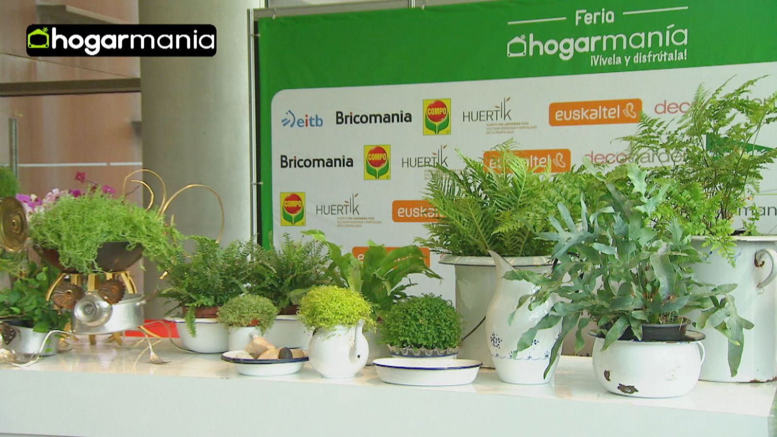 como cultivar helechos xl