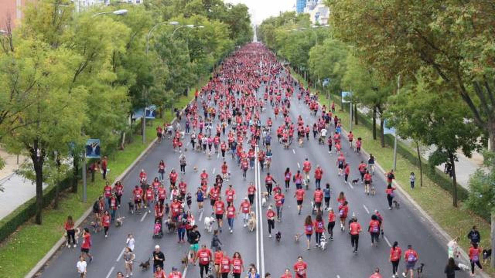 perroton madrid 2023 carrera solidaria con perros participantes