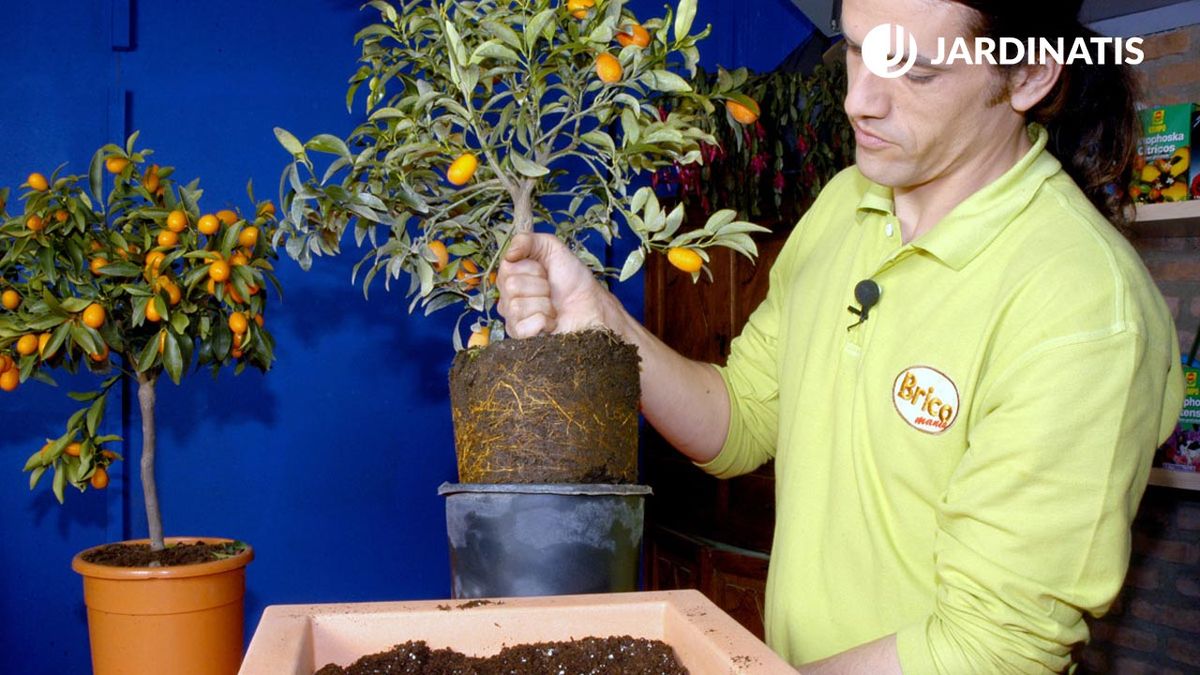 kumquat citrico enano caracteristicas trasplante en contenedor brico 330