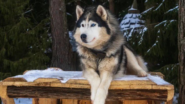 perros que parecen lobos malamute