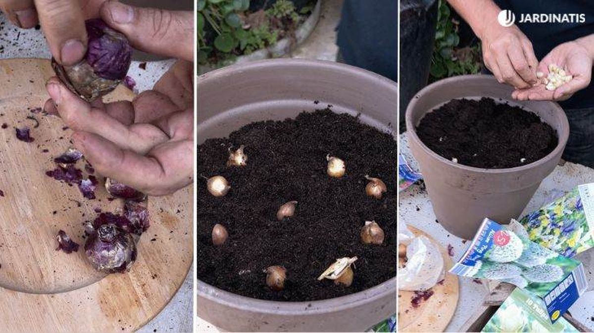 bulbos de jacinto lirio holandes ajos ornamentales