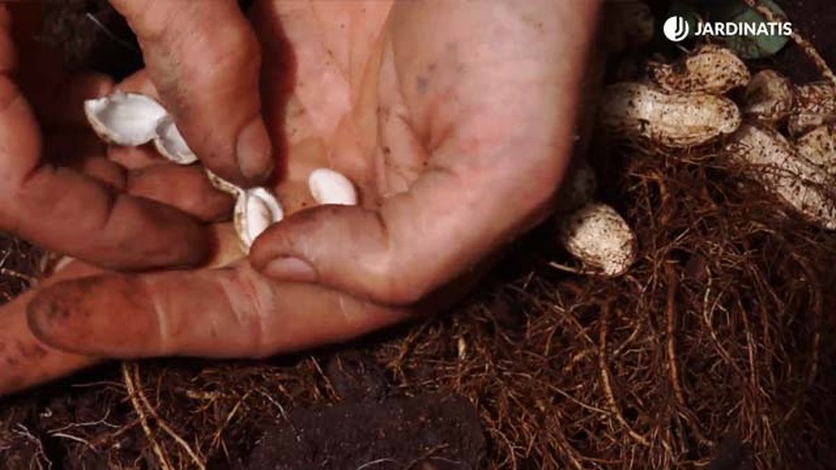 recolecta de la planta del cacahuete xl brico 845