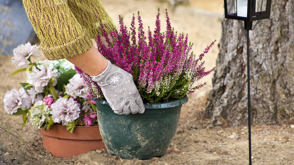 claves para mantenimiento brezo xl