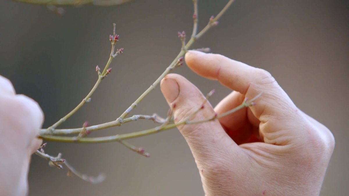 brico 0901 3 abonar arboles arbustos invierno ramas debiles