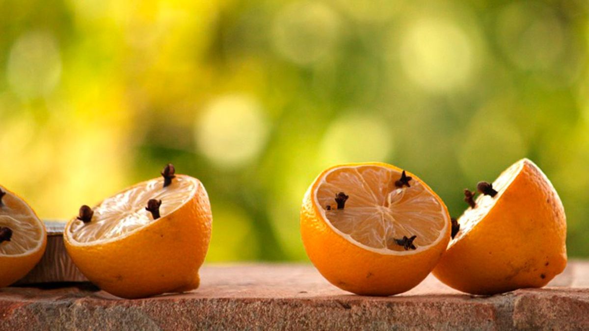 5 trucos contra moscas2