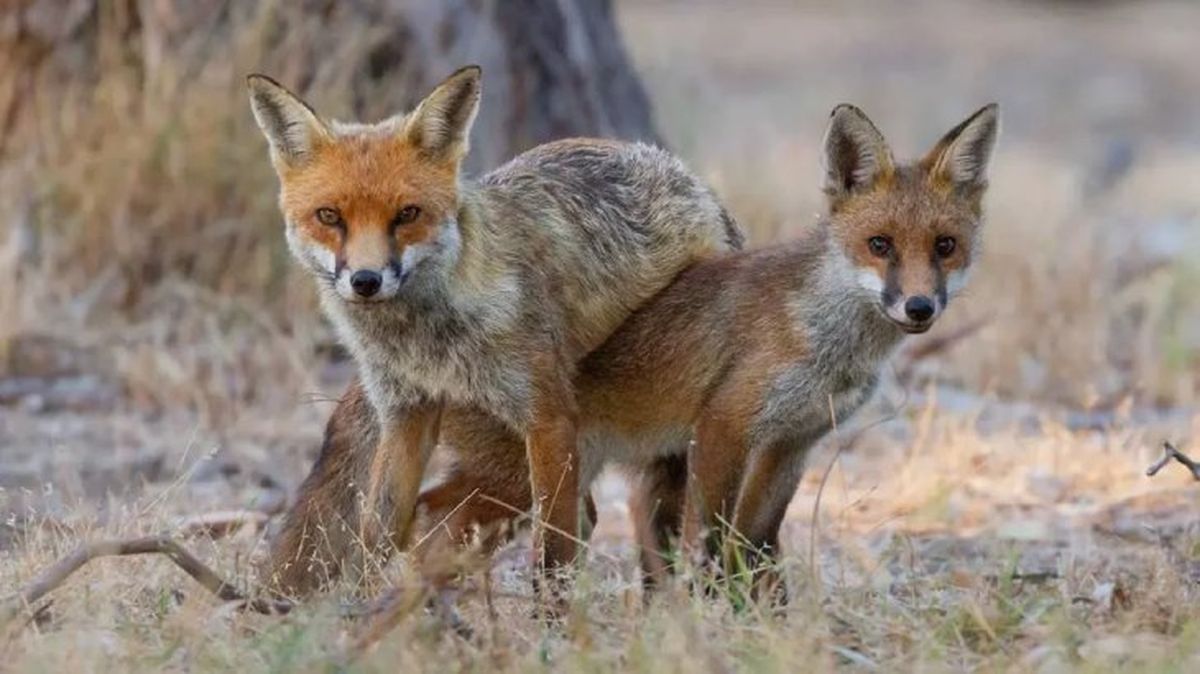 animales prohibidos como mascotas 5