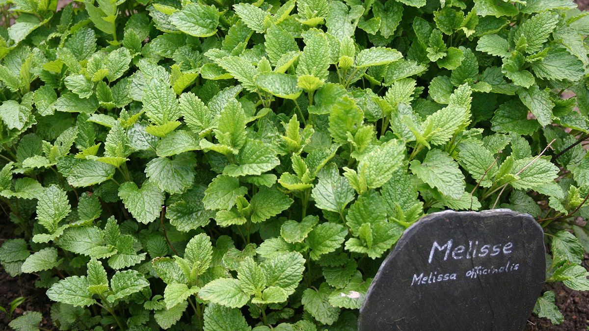 plantas combatir insomnio melisa