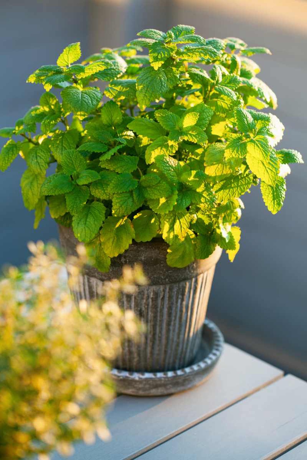 La planta melisa no soporta los vientos helados ni las nieblas.
