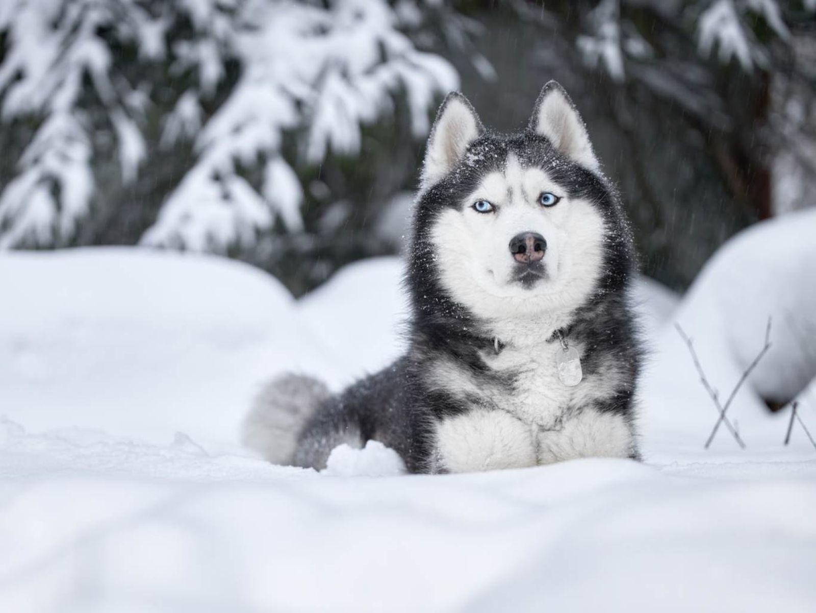 Un husky siberiano en la nieve