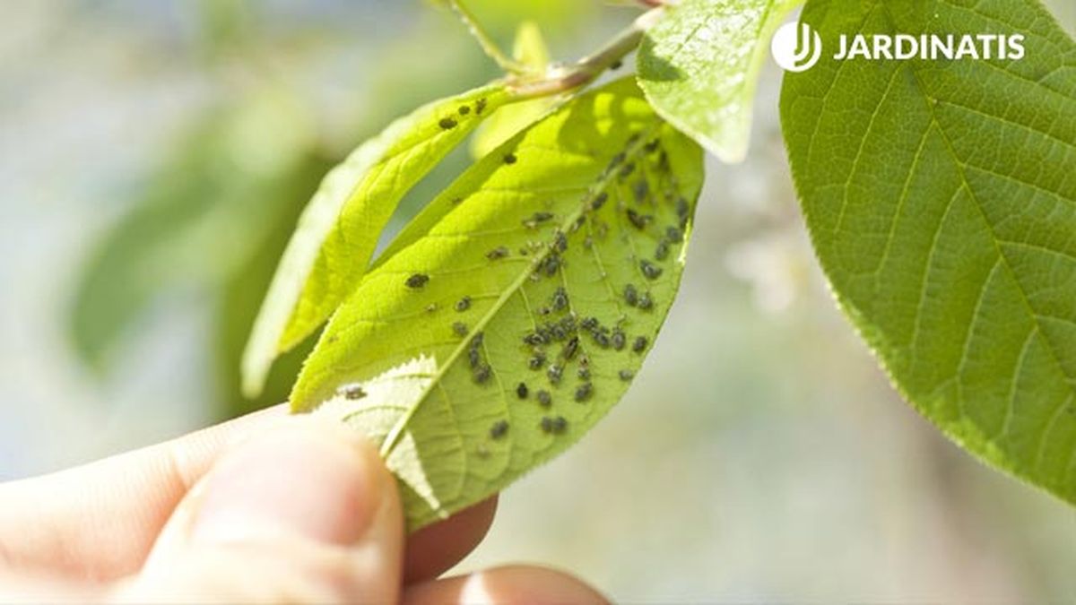 como detectar y acabar con el pulgon