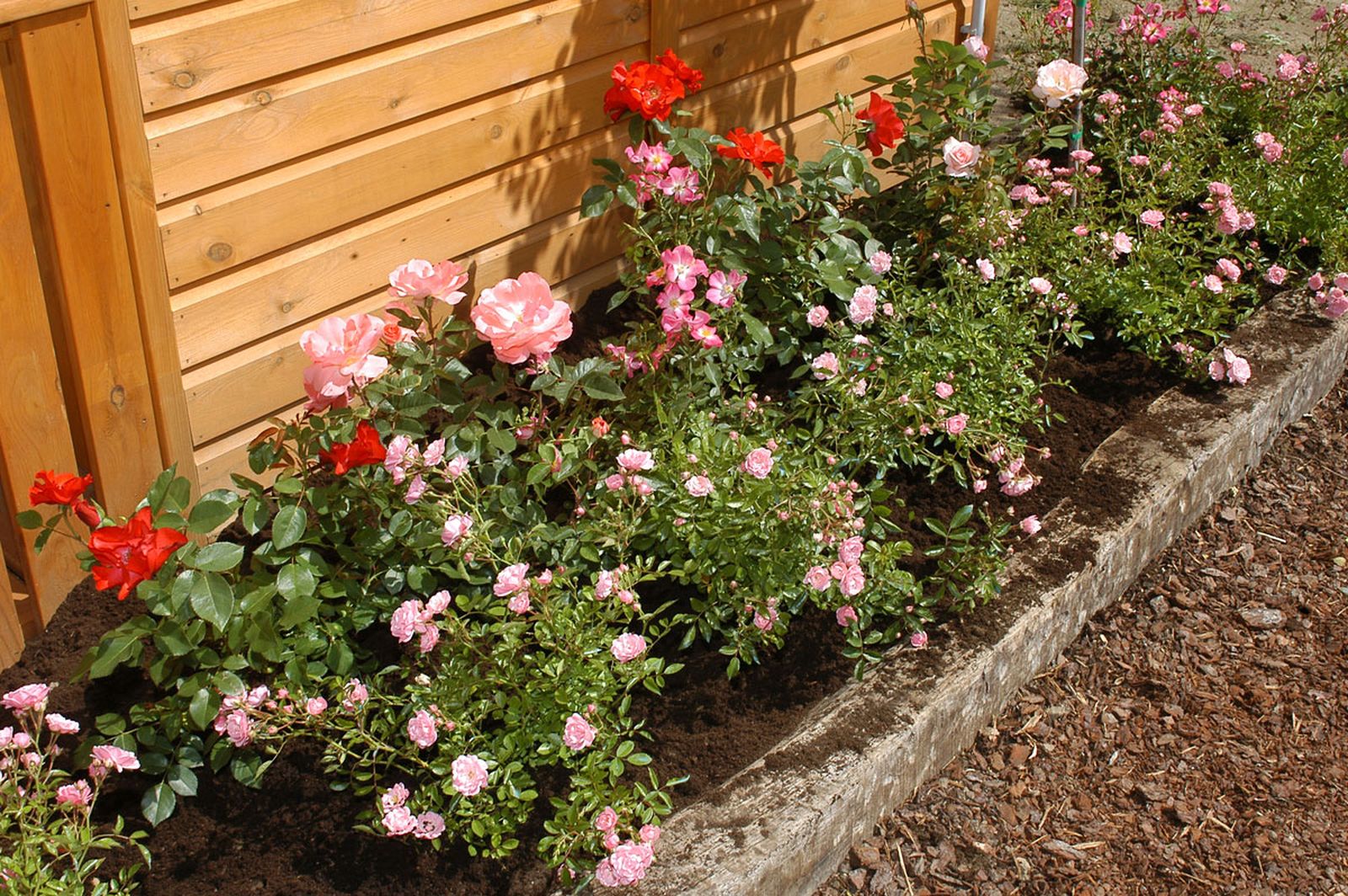 Rosales arbustivos y cubresuelos