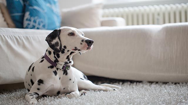 dalmata