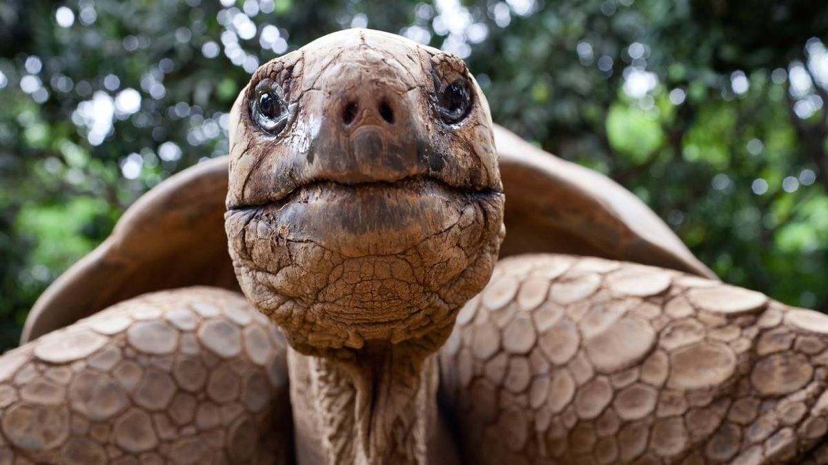 tortuga gigante de losgalapagos la mas grande y longeva del mundo