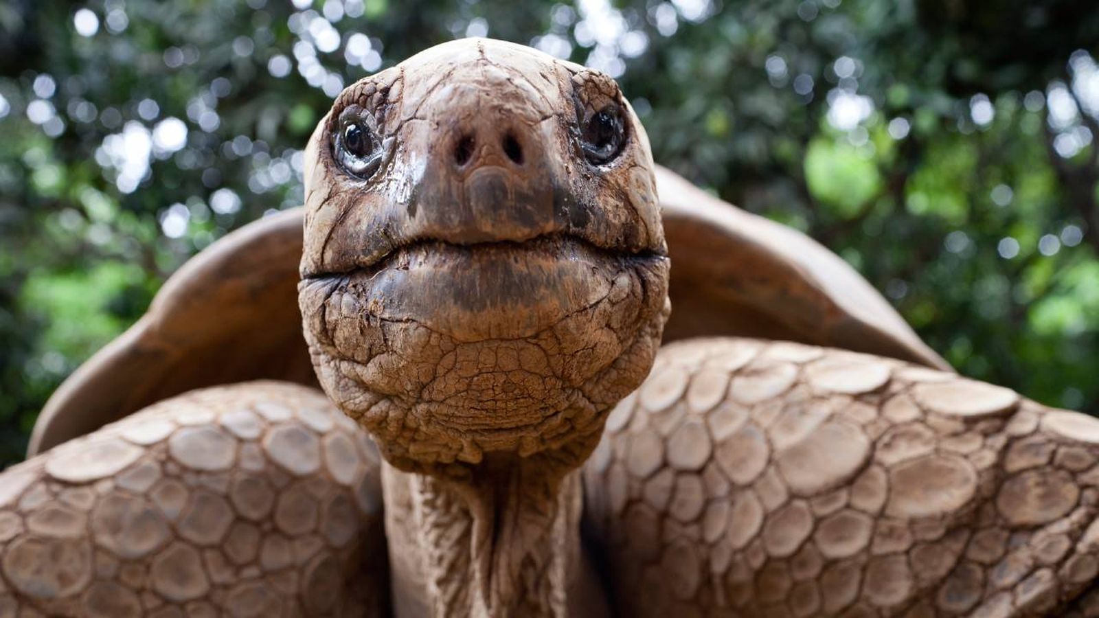 tortuga gigante de losgalapagos la mas grande y longeva del mundo