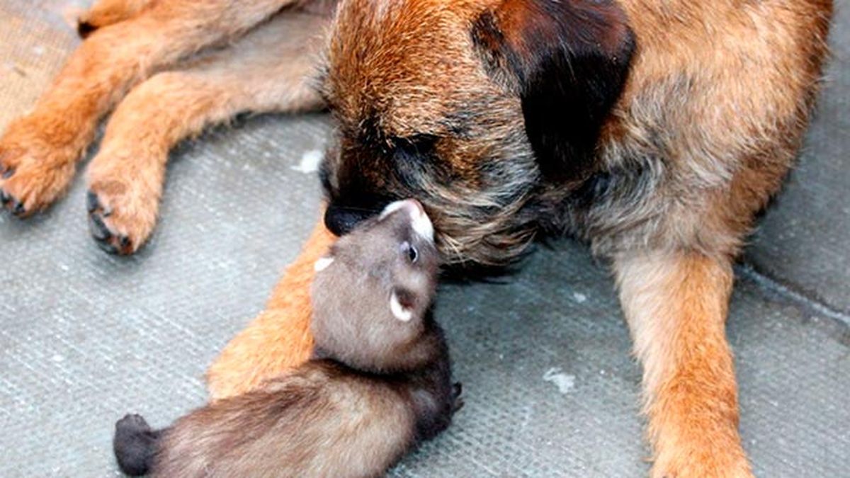 huron olisquear todo