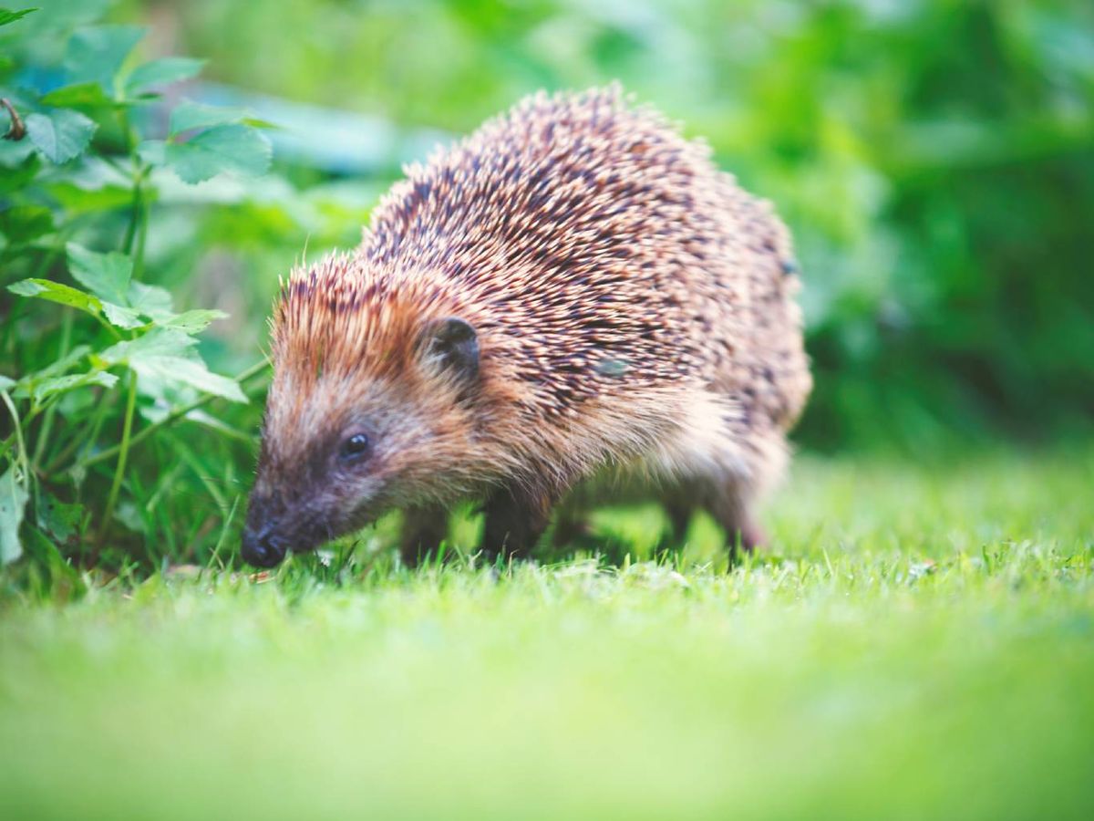 Desde un punto de vista espiritual, el erizo es un símbolo con poder.