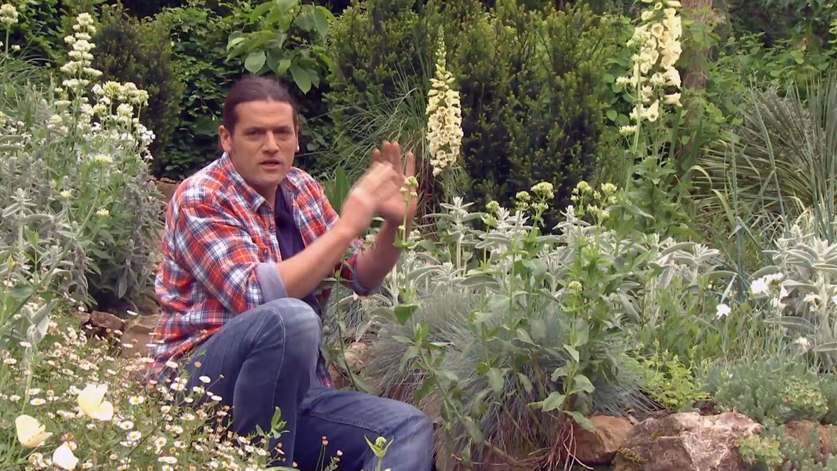 deco 697 jardineria plantas silvestres jardin digitalis stachis