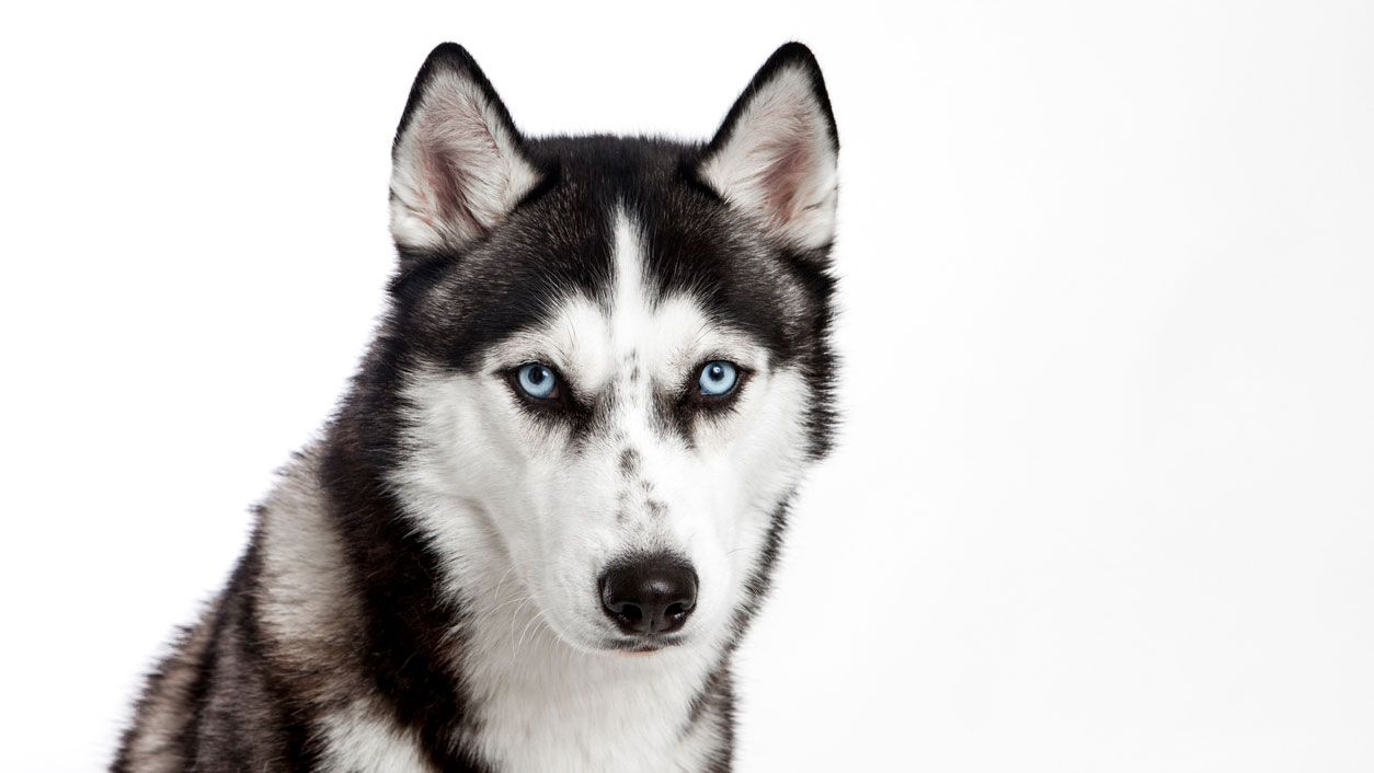husky
