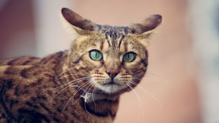 ansiedad en gatos 3