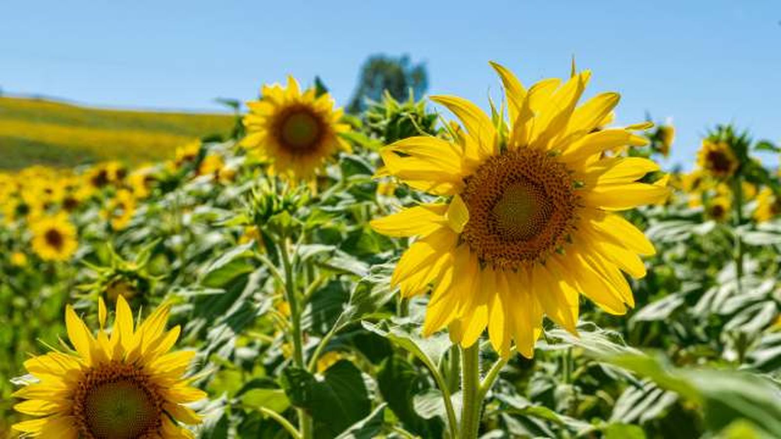 campo de girasol de carmona