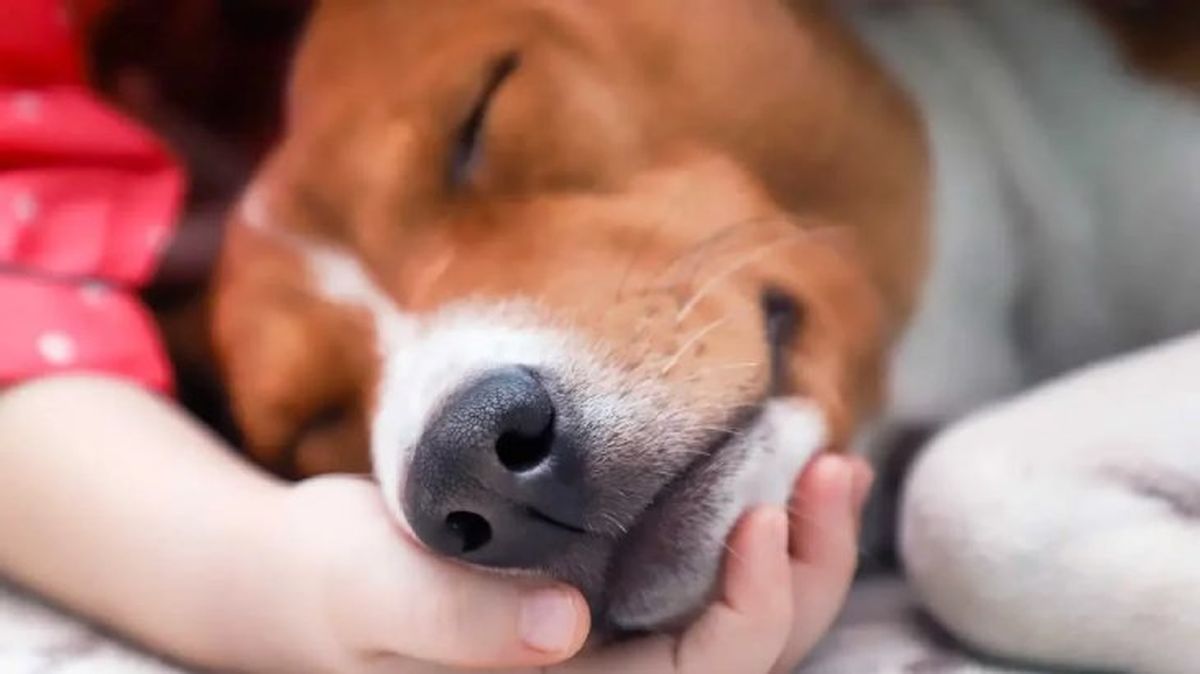 moquillo en perros 1