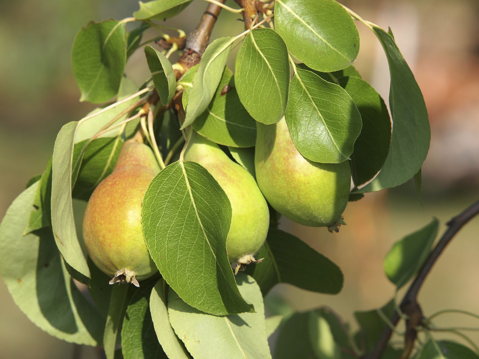 Cómo cultivar perales en maceta