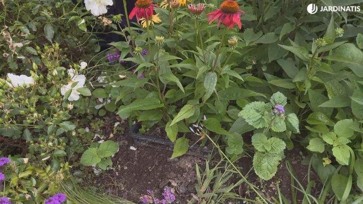 Caja de plástico debajo de echinaceas.