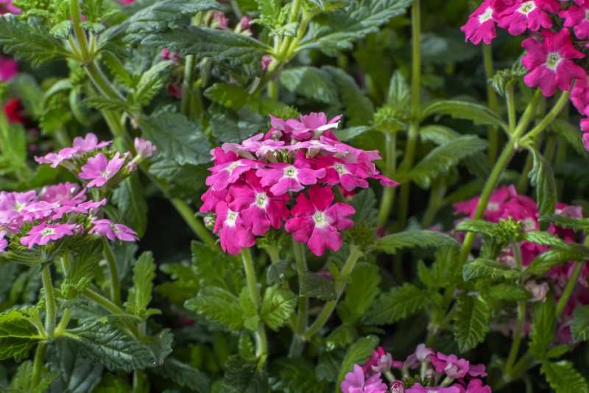Las flores de la verbena se agrupan en ramilletes