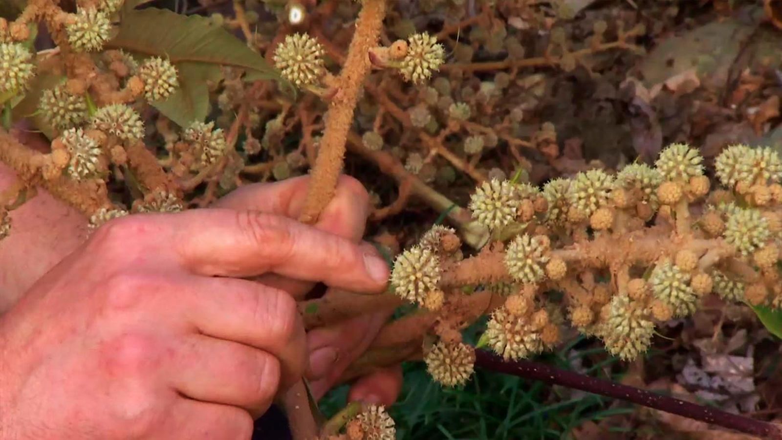 deco 760 jardin floracion tetrapanax xl