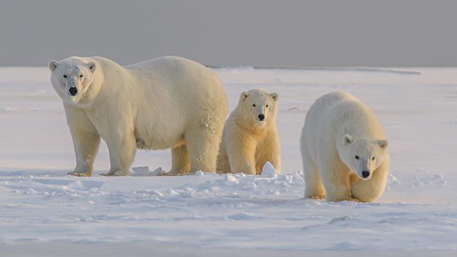 oso polar 5