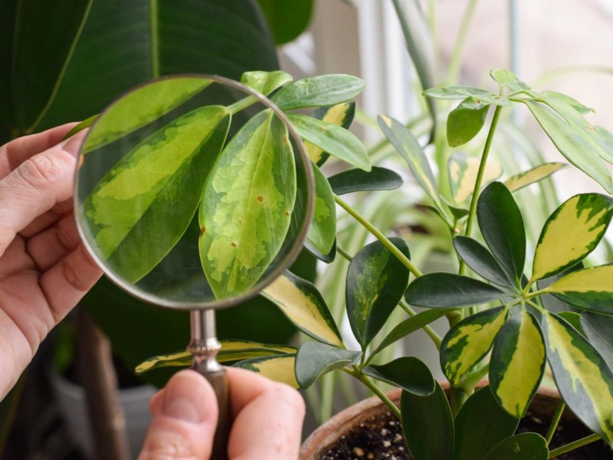 "Dentro de una misma hoja, se realizan funciones como la fotosíntesis, transpiración e intercambio de gases."
