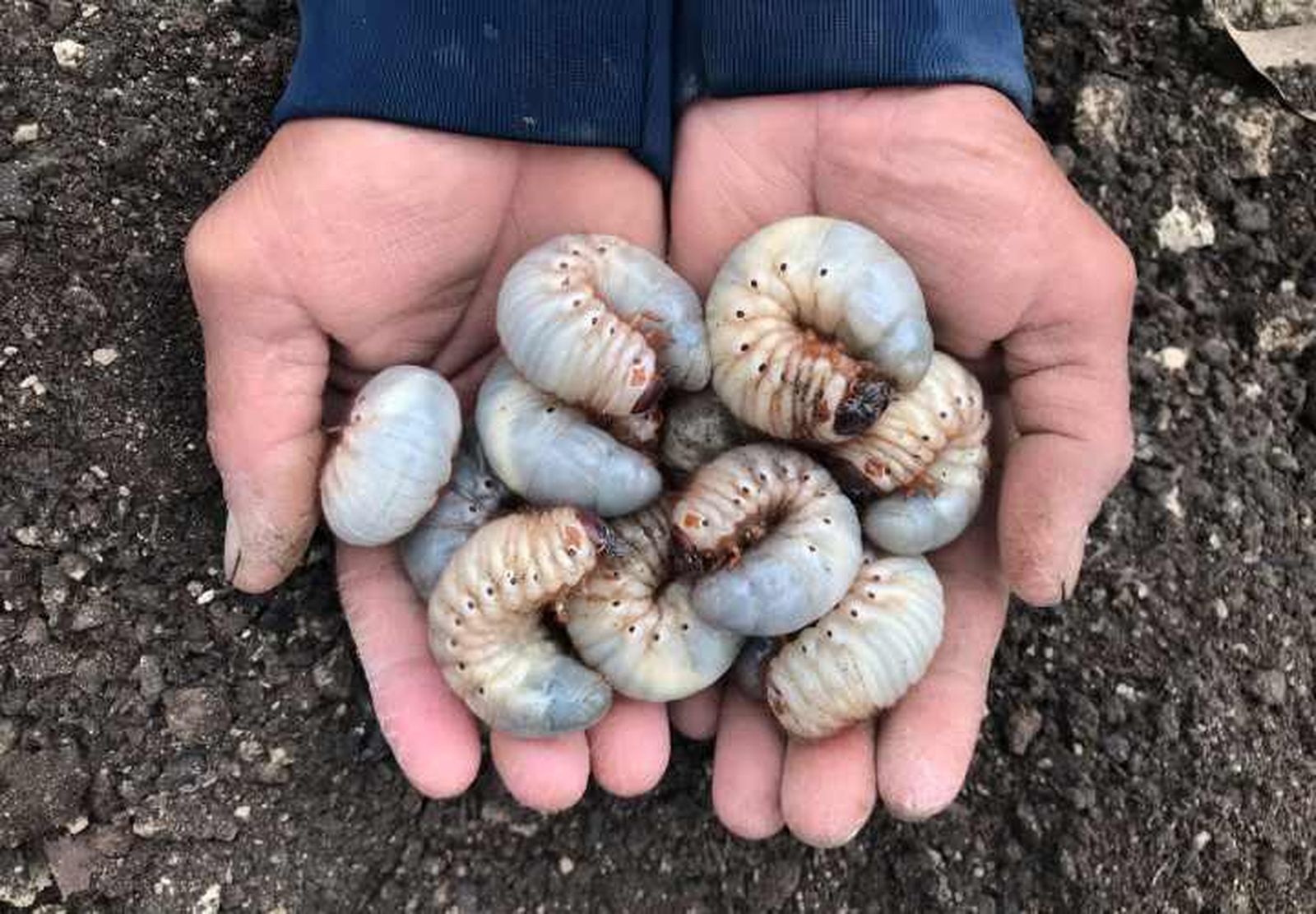 larvas escarabajo estiercol