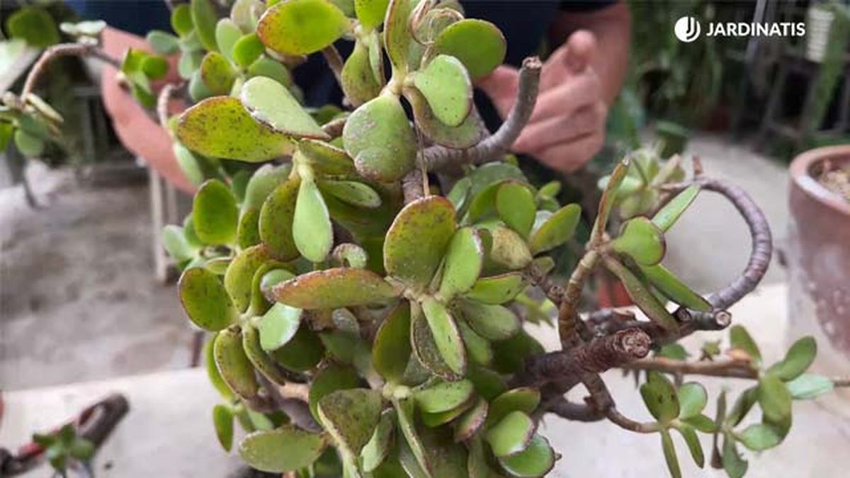 hojas del arbol de jade jardinatis 22 22