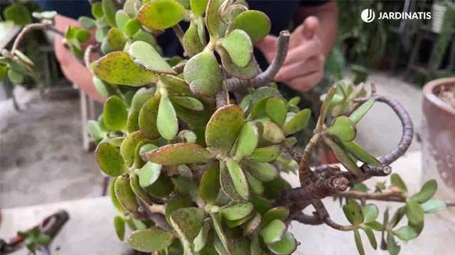 hojas del arbol de jade jardinatis 22 22