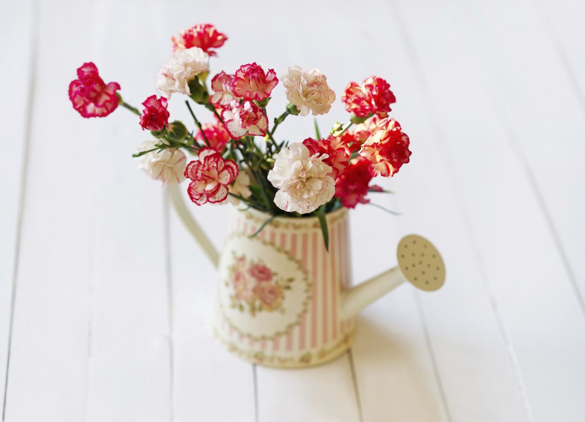 Claveles en regadera