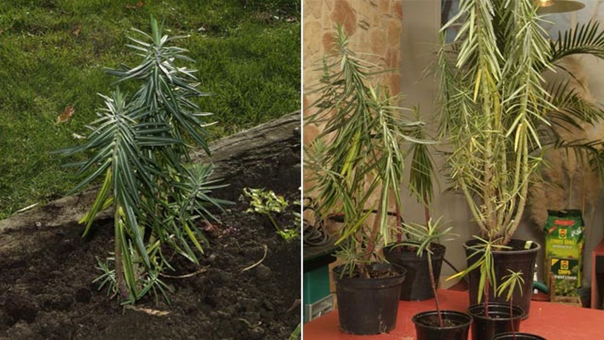 Euphorbia lathyris planta ahuyenta topos