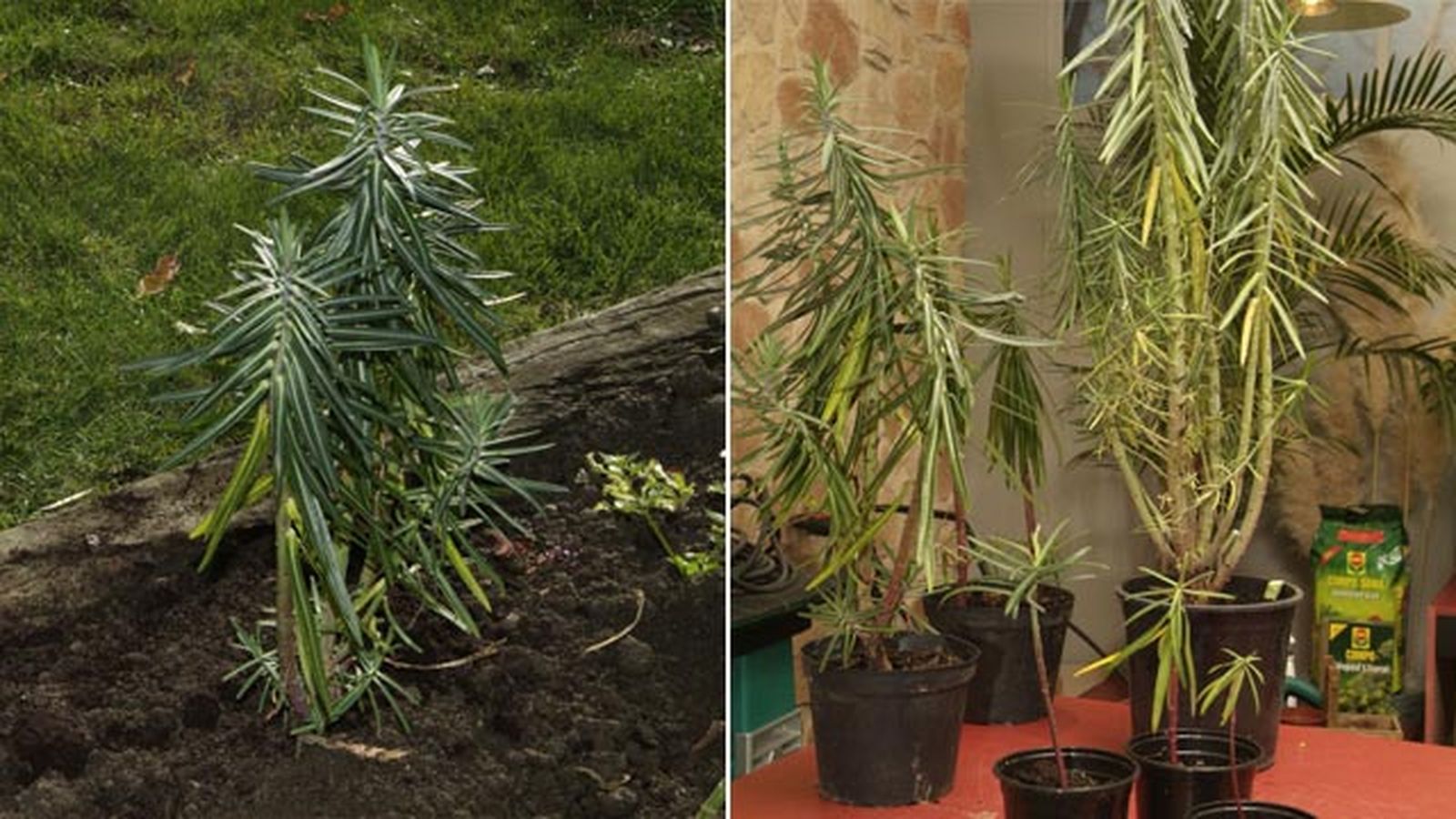 Euphorbia lathyris planta ahuyenta topos