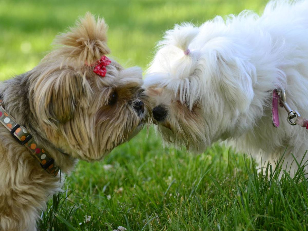 Los perros no expresan su amor con palabras ni regalos, pero sí con acciones.