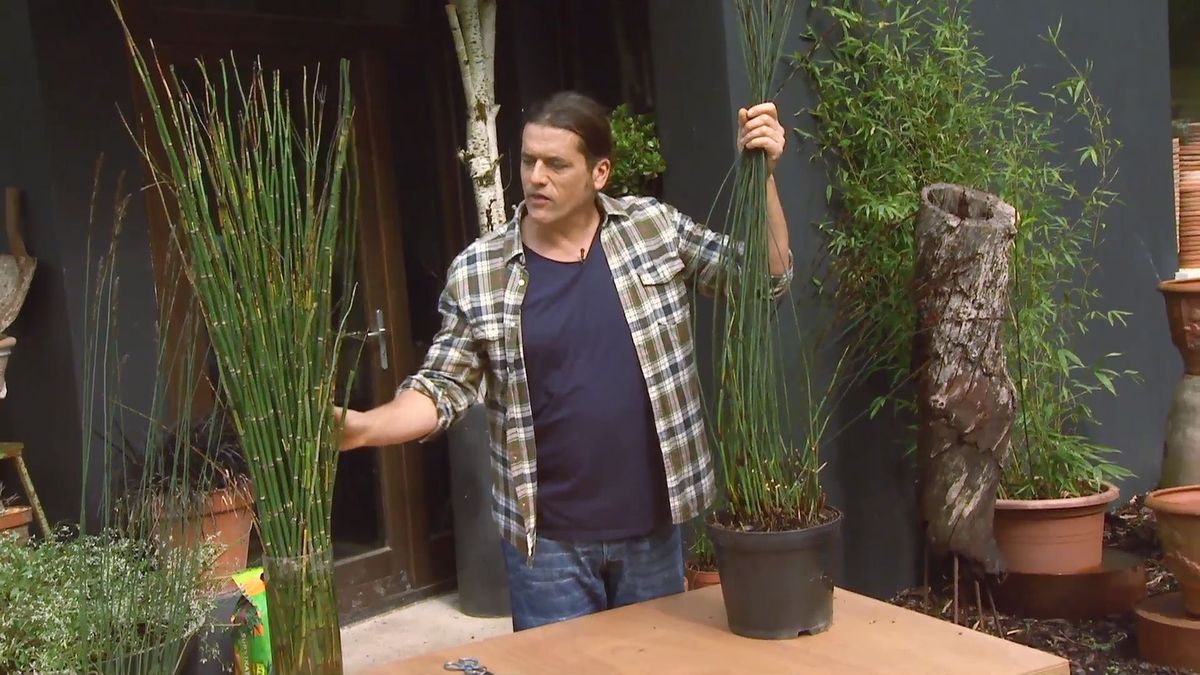 deco 651 restio planta rustica parecida cola caballo