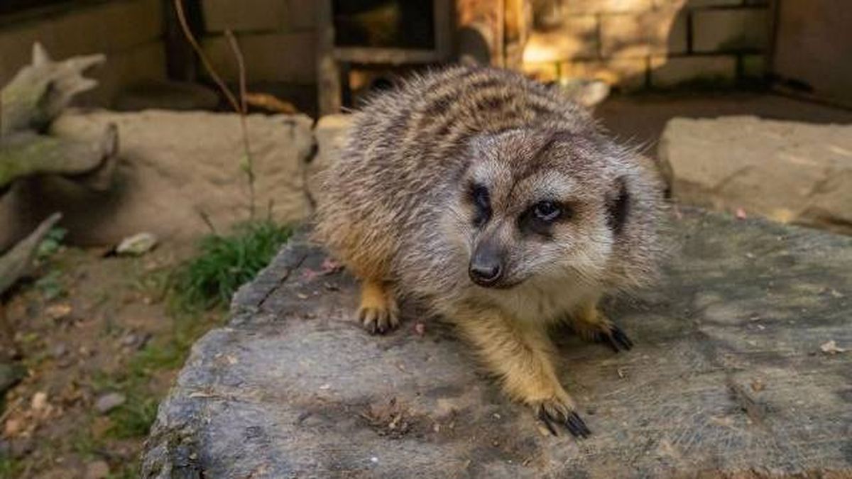 animales karpin centro acogida fauna silvestre suricato