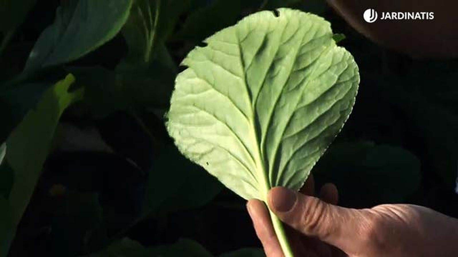 deco717 jardineria plantas cubresuelos hoja bergenia