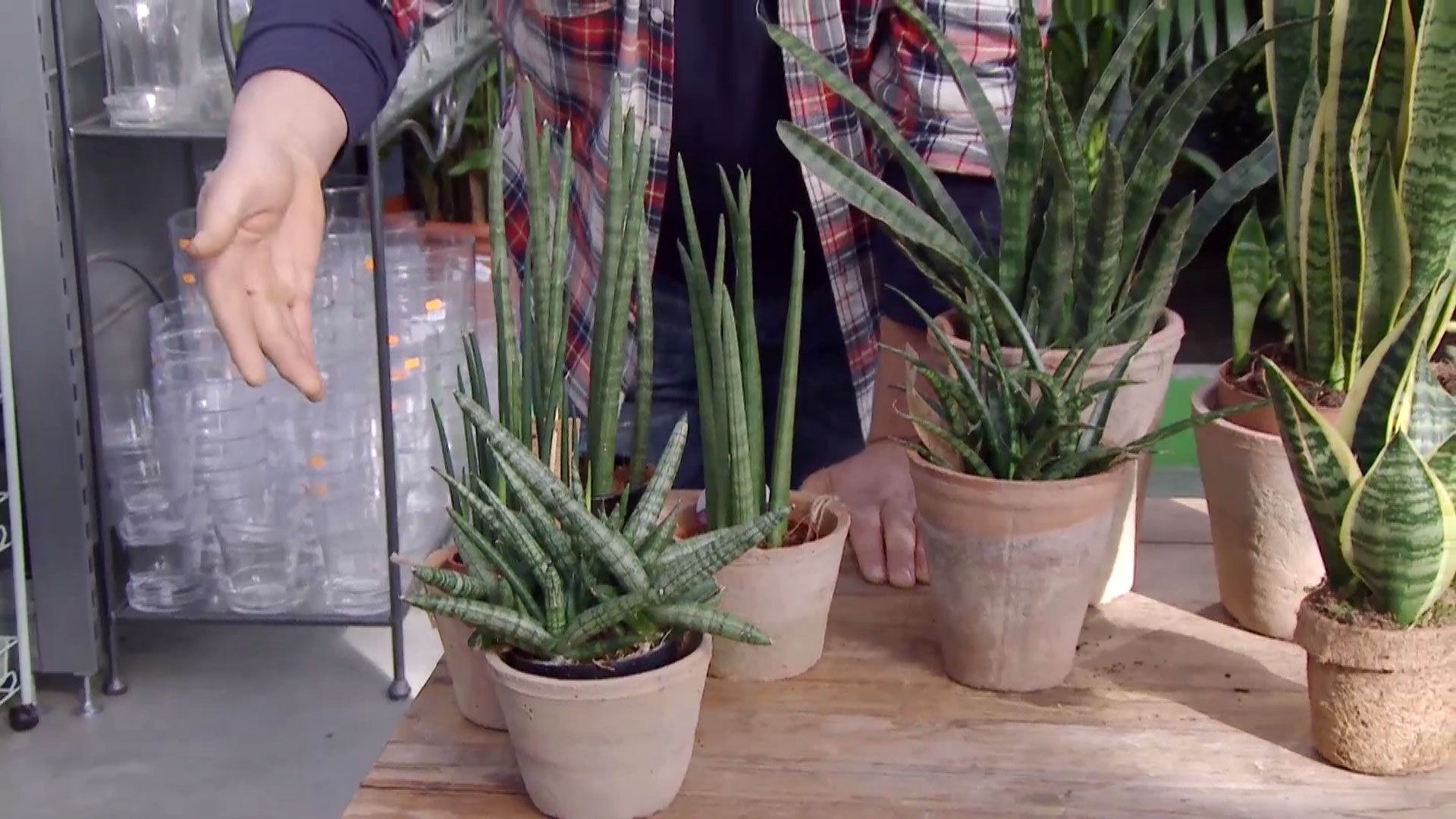 deco 685 variedades sansevieria variedad cilindrica