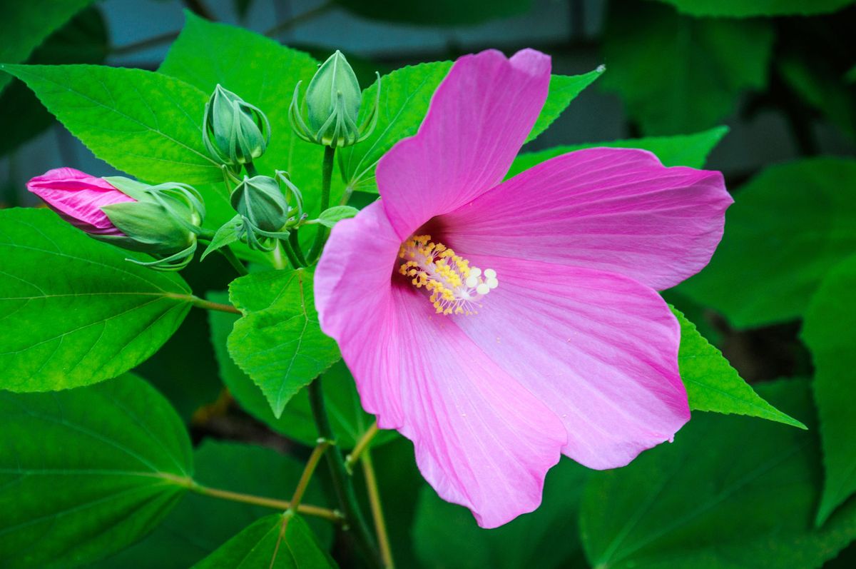 Dos variedades de hibiscus o hibisco moscheutos 1