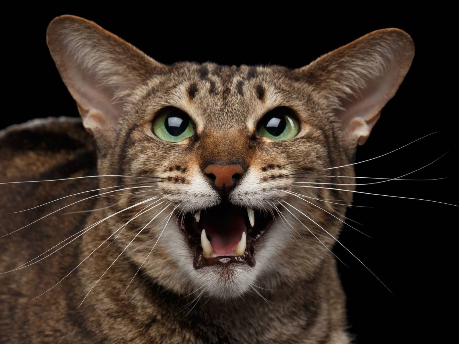 Esta app permite descifrar el lenguaje felino mediante el uso de la inteligencia artificial.