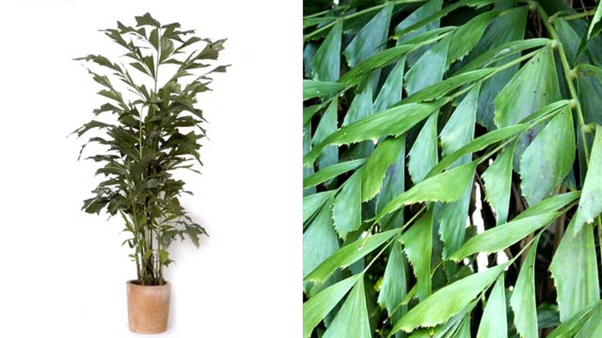 Cariota o palmera cola de pez..