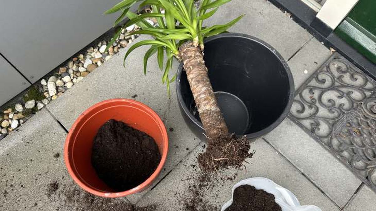 tallos de yucca elephantipes