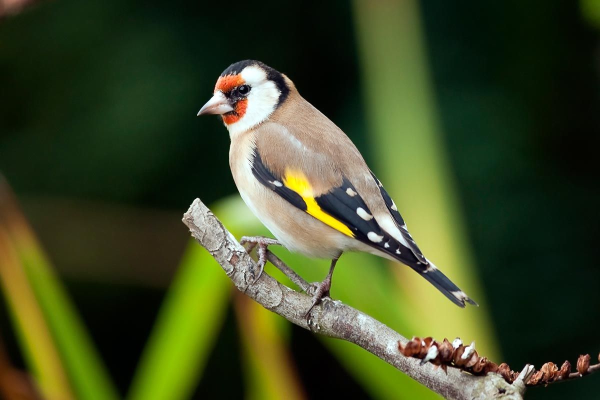 aves pajaro jilguero